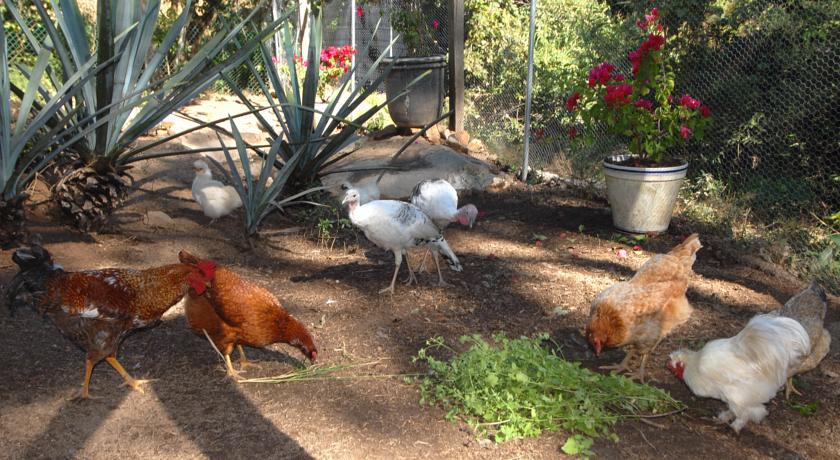 Villa Azalea Inn & Organic Farm JALISCO Exterior foto